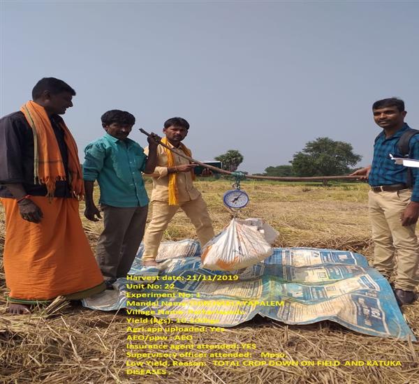 Khammam District                                                                                                                                                                                                                                           - Crop Cutting Expts.,                                                                                                                                   - Crop name: Paddy
Harvest date: 21/11/2019
Unit No: 22 Expt No: 1
THIRUMALAYAPALEM (M)
Patharlapadu (V)
Yield (kgs): 10.100kgs
Agri.app uploaded: Yes
AEO/ppw : AEO  
Insurance agent attended: YES
Supervisory officer attended:  Mpso,                         - dt.21/11/2019          